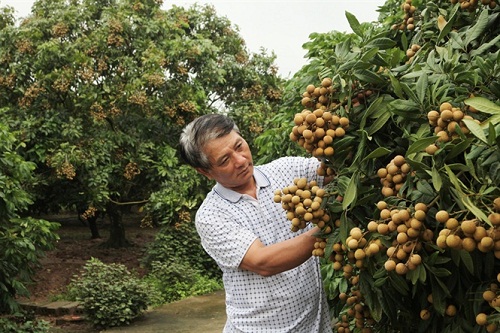 Trồng nhãn VietGAP xuất khẩu Trồng nhãn VietGAP xuất khẩu